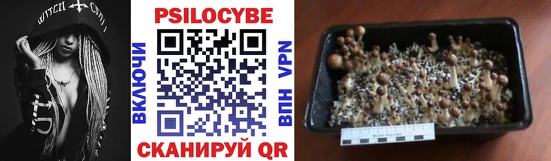 Галлюциногенные грибы Psilocybe  Сретенск 
